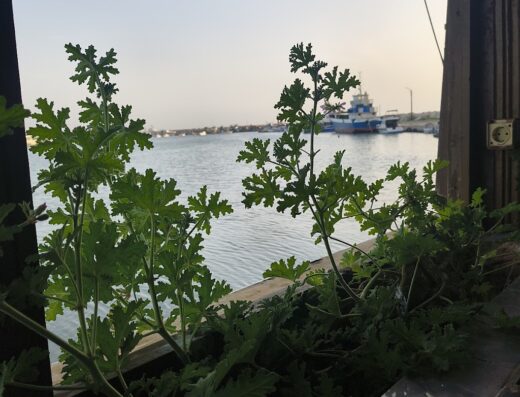 مطعم مارينا