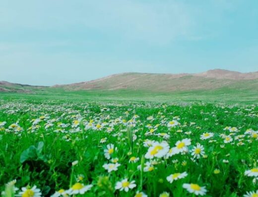 راس العين