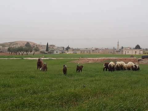 صيدلية تل الهوى