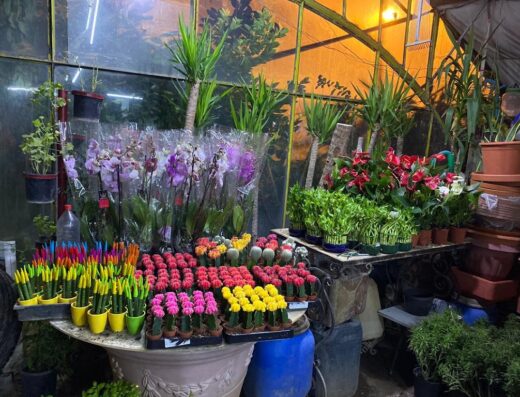 Casablanca Flowers